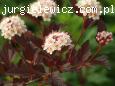Physocarpus opulifolius SUMMER WINE 