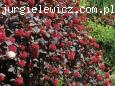 Physocarpus opulifolius SUMMER WINE 