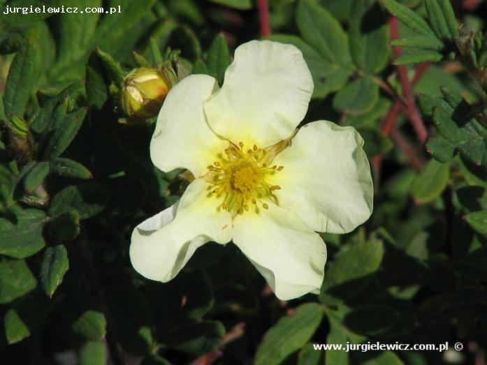 Potentilla fruticosa Boley Gold