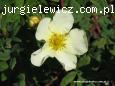 Potentilla fruticosa Boley Gold