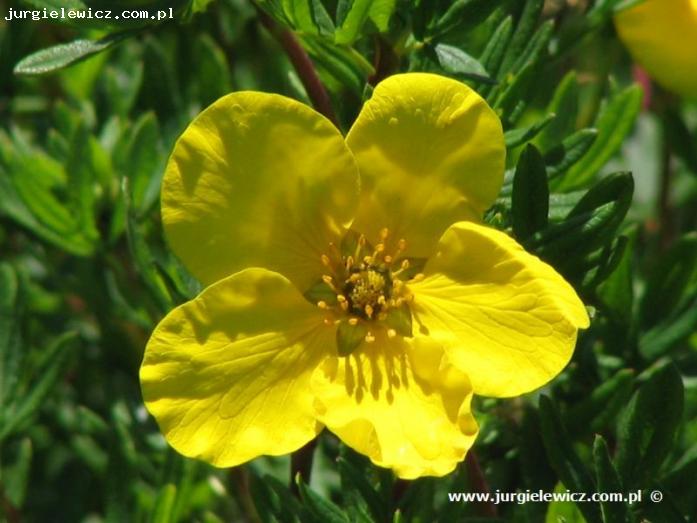 Potentilla fruticosa Gold Star