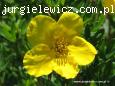 Potentilla fruticosa Gold Star