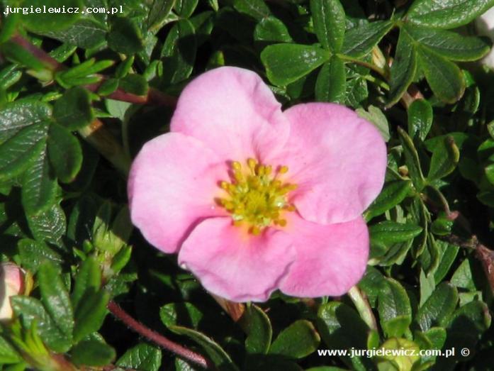 Potentilla fruticosa Novum