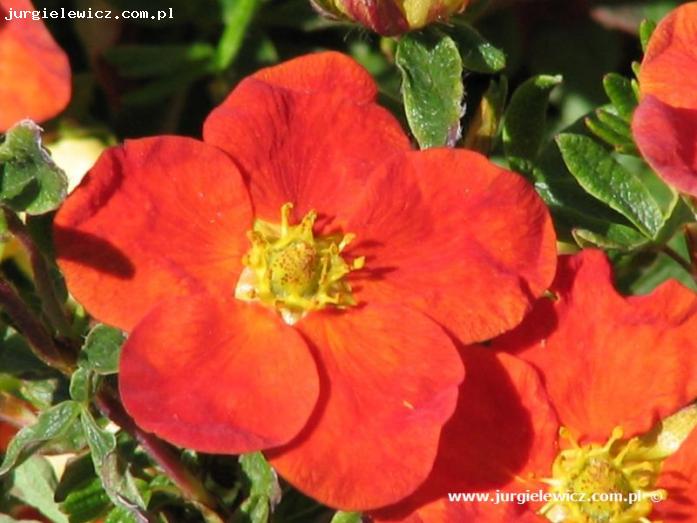 Potentilla fruticosa Red Ace