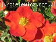 Potentilla fruticosa Red Ace