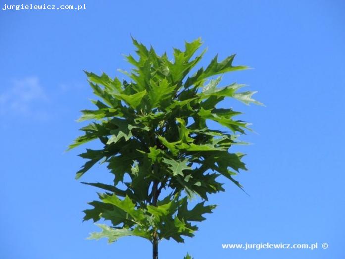 Quercus Rubra