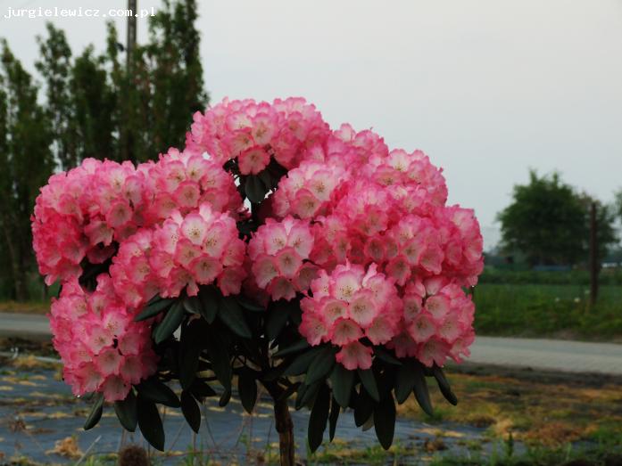 Rhododendron