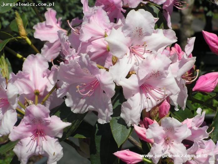 Rhododendron f. pienna