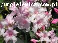 Rhododendron f. pienna