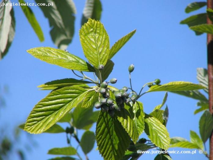 Sorbus aria Aurea