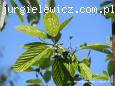 Sorbus aria Aurea