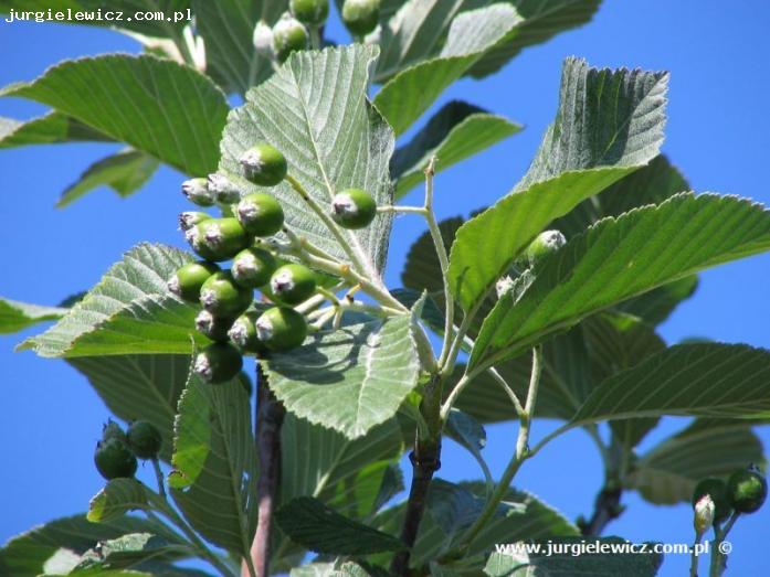 Sorbus aria Magnifica