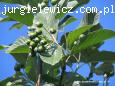 Sorbus aria Magnifica