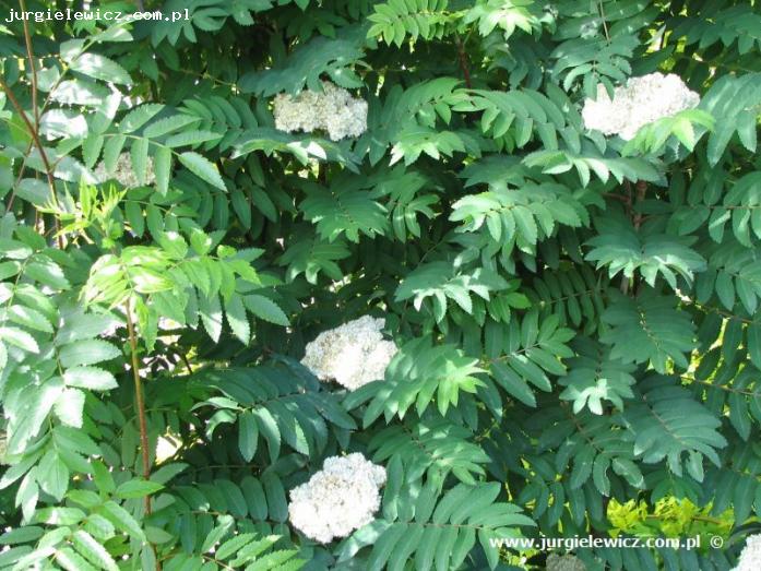 Sorbus aucuparia Fastigiata