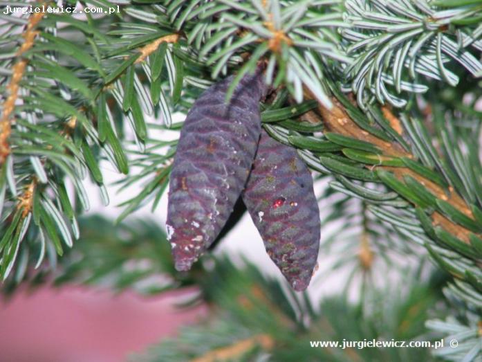 Picea Omorica