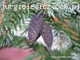 Picea Omorica