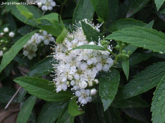 Spiraea japonica Albiflora