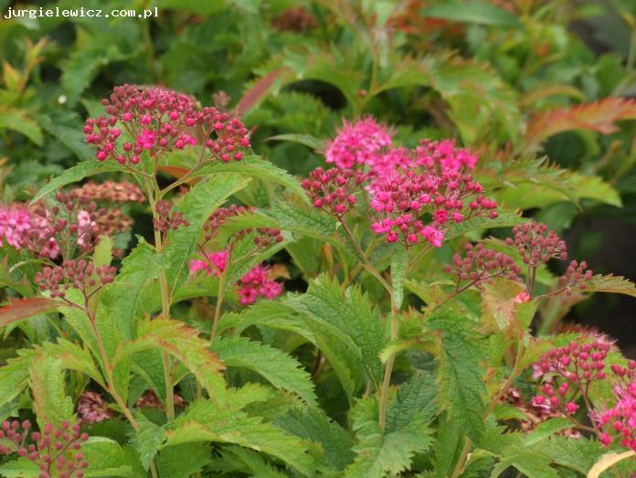 Spiraea japonica Crispa