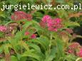 Spiraea japonica Crispa