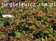 Spiraea japonica Crispa
