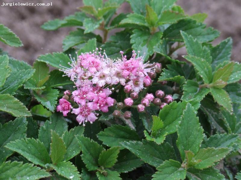 Spiraea japonica Japanese Dwarf