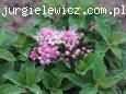 Spiraea japonica Japanese Dwarf