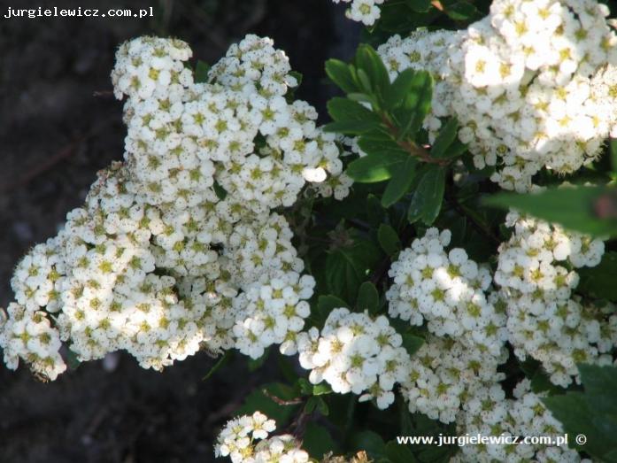 Spiraea nipponica Snowmound