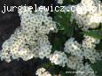 Spiraea nipponica Snowmound