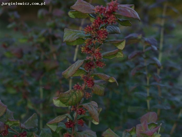 Symphoricarpos Orbiculatus