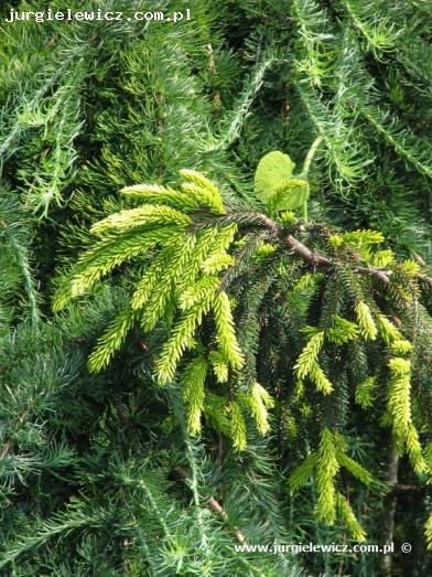 Picea orientalis Aureospicata