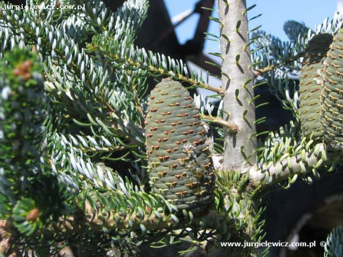 Abies koreana 