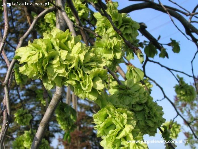 Ulmus Camperdownii