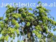 Ulmus Camperdownii