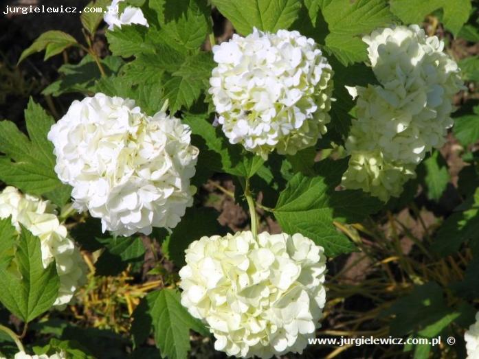 Viburnum opulus Roseum