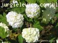 Viburnum opulus Roseum