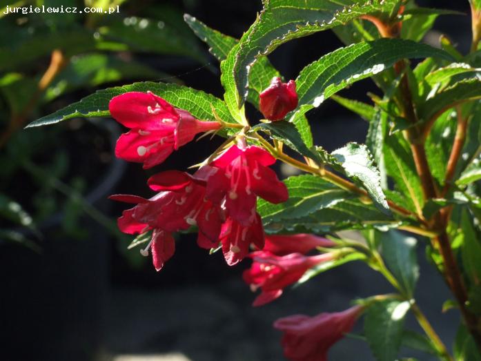 Weigela NAIN ROUGE ? 