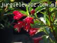 Weigela NAIN ROUGE ? 