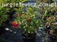 Weigela NAIN ROUGE ? 