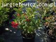 Weigela NAIN ROUGE ® 