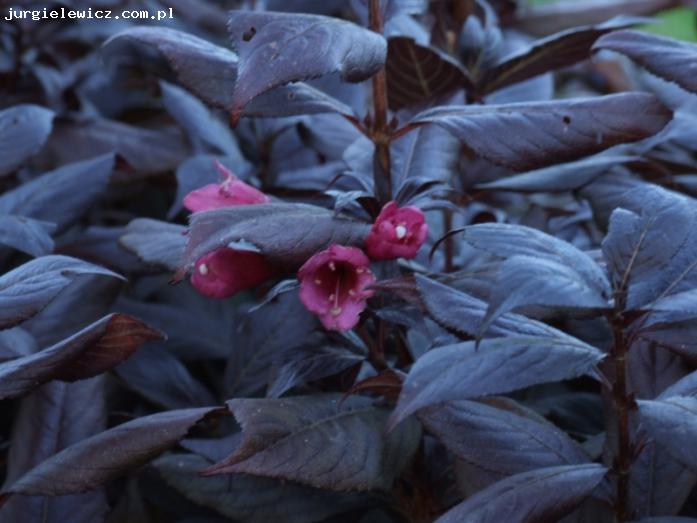 Weigela florida MINOR BLACK 