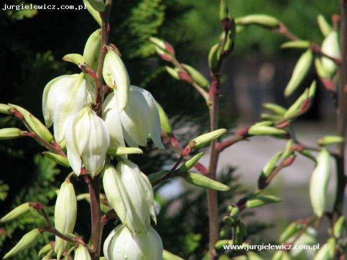 Yucca Filamentosa