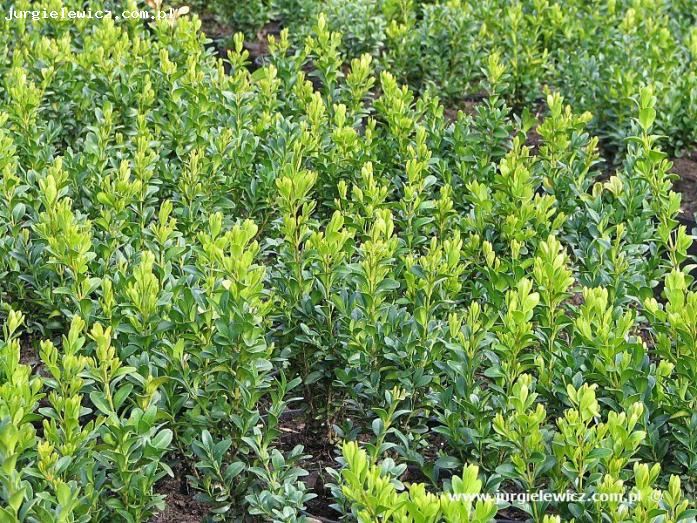 Buxus sempervirens