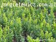 Buxus sempervirens