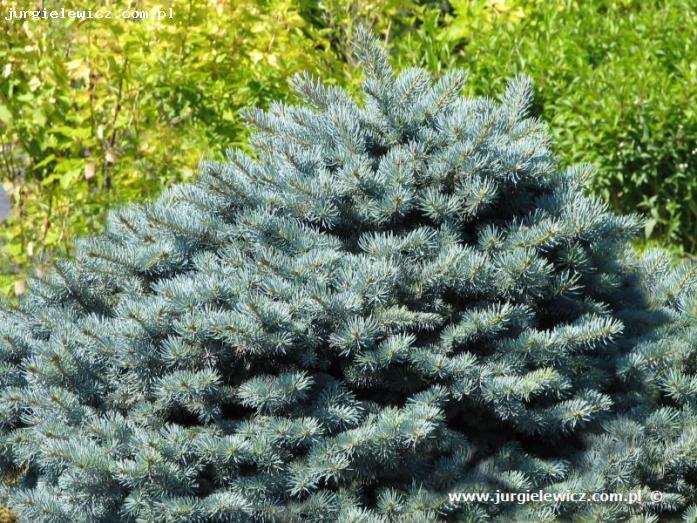 Picea pungens Glauca Globosa