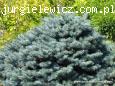 Picea pungens Glauca Globosa